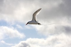 Galapagos-Miscellaneous Birds Part 1