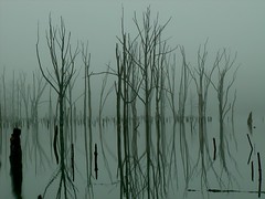 Fog-Mist-Rain