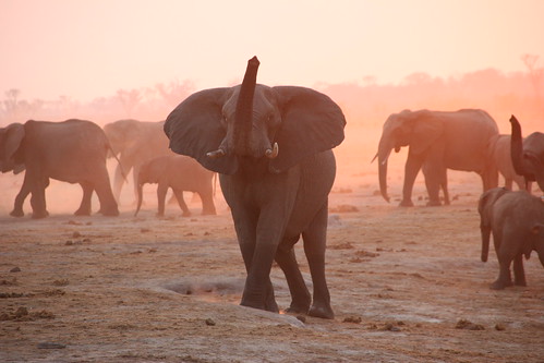 辛巴威萬蓋國家公園（Hwange National Park）中的一群大象。（圖：travfotos）