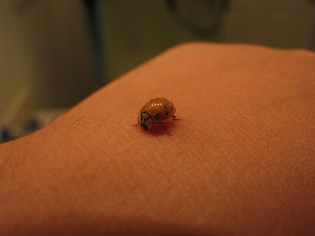 Asian Ladybug Bite 99