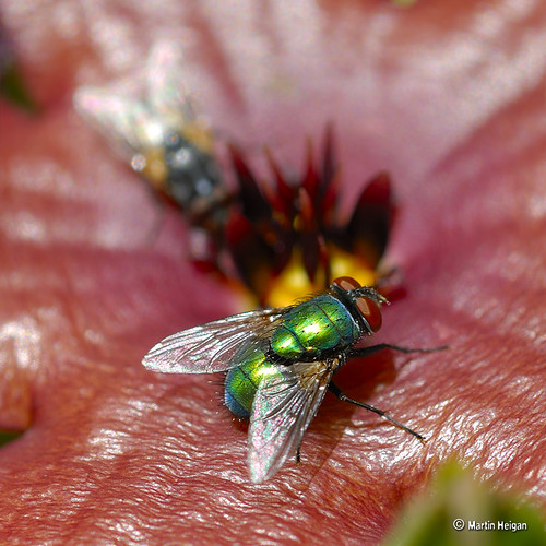 Blow Fly on Stapelia schinzii var. angolensis flower