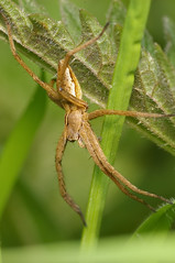 Araignées (Araneae)