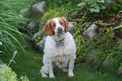 Bailey our Brittany