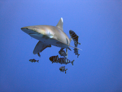 海洋白鰭鯊。（圖：Michael Aston）