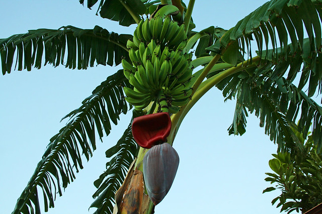 banana tree