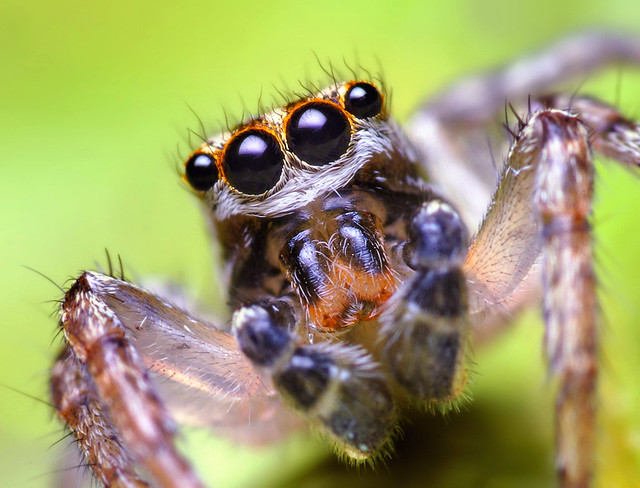 Male Jumping Spider (Maevia inclemens?)