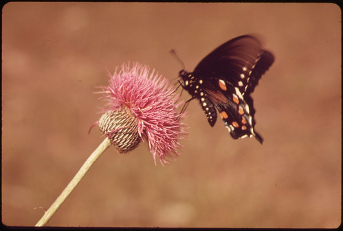 Milk Wort and Butterfly in the Texas Countryside, near San Antonio, 06/1973