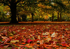 Autumn in Didsbury