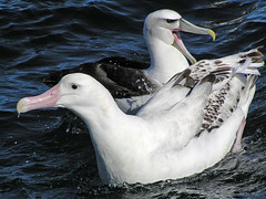 Diomedeidae - Albatrosses