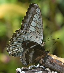 Thai Butterflies