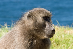 Baboons at Cape Of Good Hope