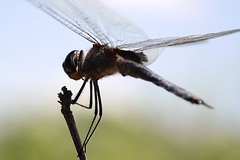 Líbelula-Dragonfly