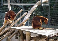 2007-1209 SD Zoo