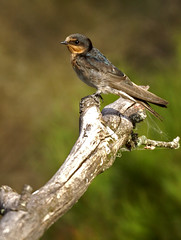 Hirundinidae - Swallows