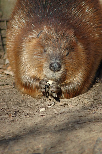 Who thought that beavers could be this cute?