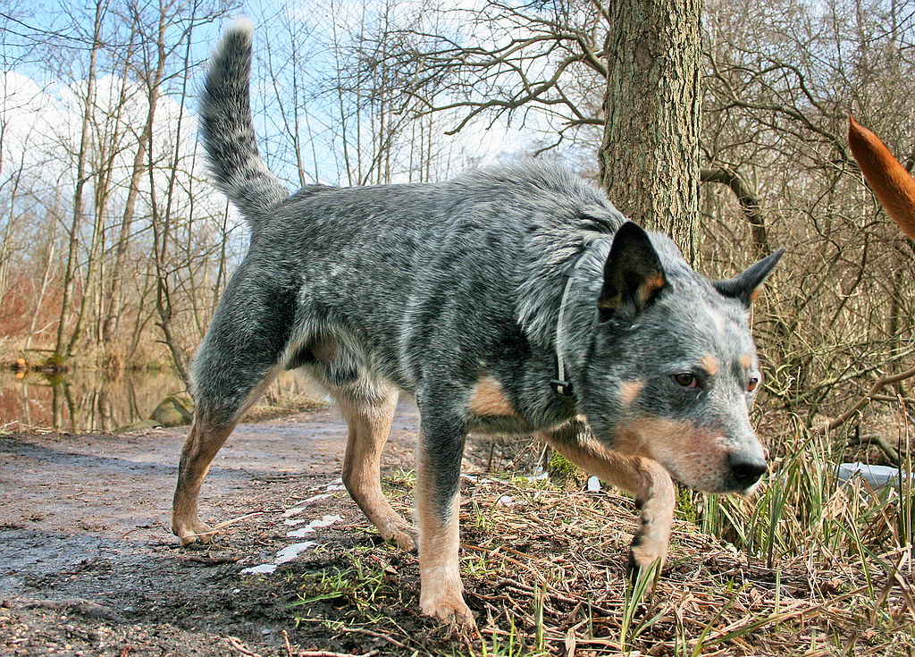 Australian Cattle Dog/Blue Heeler puppy for sale near 