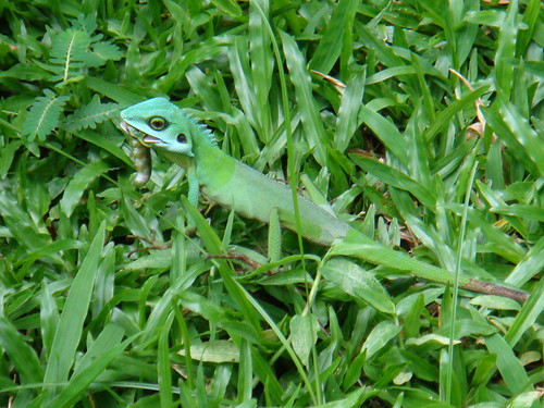 Chua Shuyi - Green Crested Lizard01.jpg