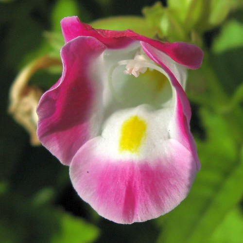Wishbone flower / Torenia fournieri  / 花瓜草(ハナウリクサ)