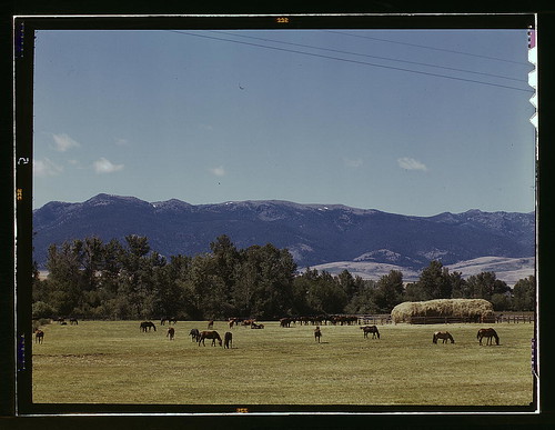 Horse breeding ranch, Grant Co., Oregon (LOC)