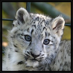Schneeleopard (Snow leopard)