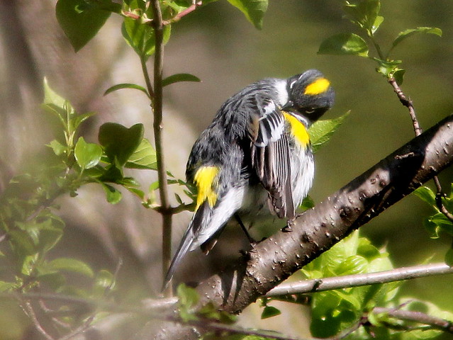Yellow-rumped Warbler preening 20110506