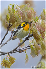 Warbler (Blackburnian)