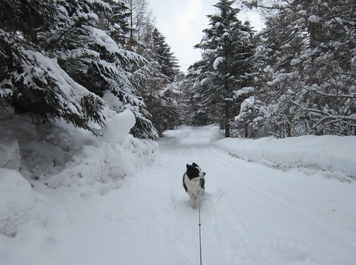 雪が降り始めた朝の散歩道　2014年3月10日09：51 by Poran111