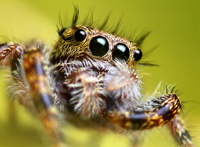 Jumping Spider Wiping its Eyes with its Palps