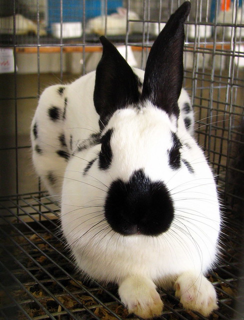 White & Black bunny