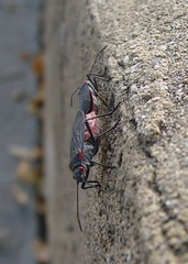 Jadera haematoloma and similar true bugs