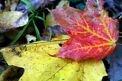 Fall Foliage - Cool Creek Park October 21. 2007