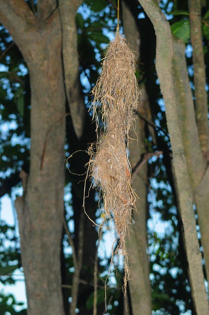 large-billed gerygone nest