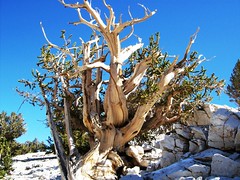 Ancient Bristlecone Pine Forest, Inyo National Forest, CA - September 30, 2007