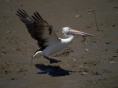 Pelecanidae - Pelicans