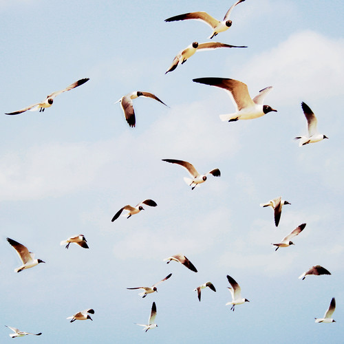 無料写真素材|動物|鴎・カモメ|ユリカモメ|動物群れ|鳥類飛ぶ