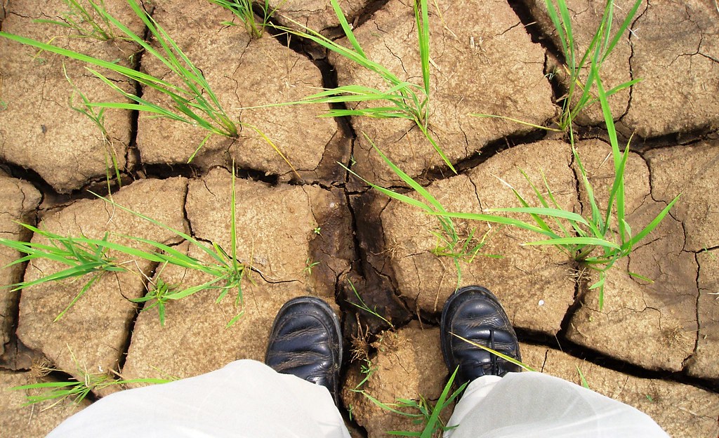 乾旱。國際稻米研究所提供。
