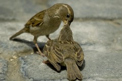 BIRD FEEDING