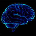 Human brain, Brain 125px