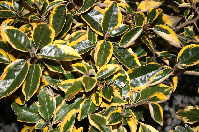 Elaeagnus x ebbingei ´Gilt Edge´ - Silverberry or Oleaster