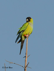 Nanday Parakeet FL 17