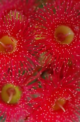 flora australis