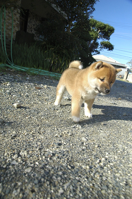 Baby Shiba inu 柴犬