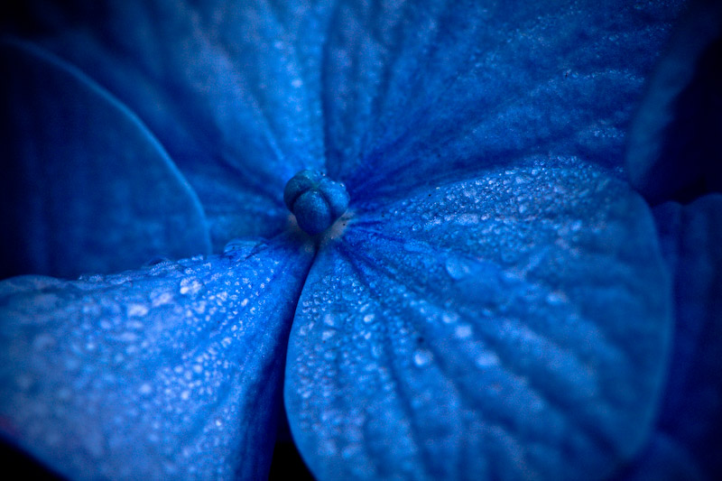Water on Blue Petals