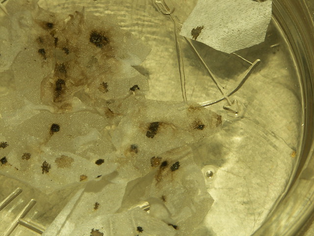 bed bug feces, hydrogen peroxide | Flickr - Photo Sharing!