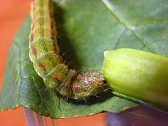 caterpillar transformation