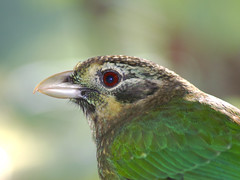 Ptilonorhynchidae - Bowerbirds