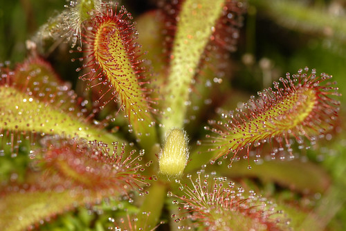 sundew plant
