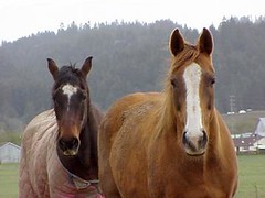 Horses horses horses ♥