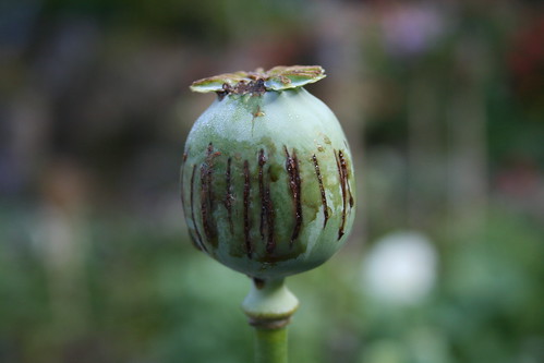 Opium poppy. Photo: Laughlin Elkind/Flickr