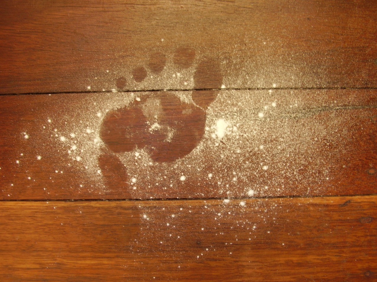 footprint in flour